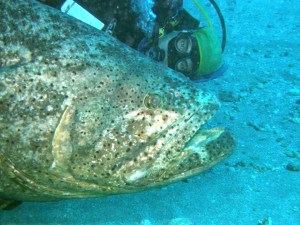 Sarah w Goliath by MarkEakin edited