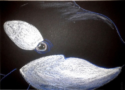 Closeup orca (Orcinus orca). Iridescent oil pastels on paper. Credit: Sarah Frias-Torres